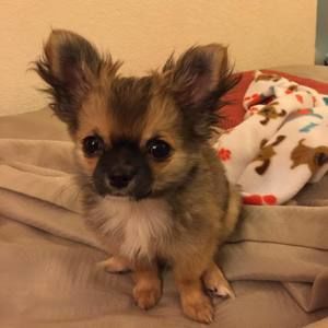 Meet your Posher, Shelly